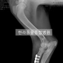 대성동물병원 이미지