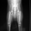 디디동물병원 이미지