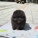 YOMIDOG