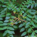 머루다래 이미지