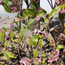 스테이 도채비꽃 이미지