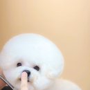 그루미재이 이미지