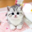 캣프렌즈 | 강남고양이분양 깔끔한 공간과 철학에 믿음이 갔던 캣프렌즈