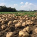 구황작물 이미지