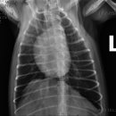 죽전예담동물병원 이미지