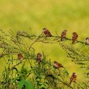 은빛메아리 합창의 밤 이미지