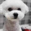 토토애견 이미지