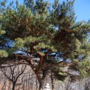 함허대사부도 이미지