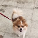 하프잇댕 이미지