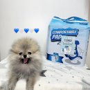 💙강아지배변패드추천 레이지독 컴퍼터블💙