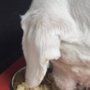 동그랑댕 이미지