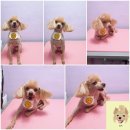 웃개살롱 이미지