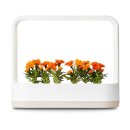 햇빛전자 | LG전자 틔운 미니 식물재배기 내돈내산 후기