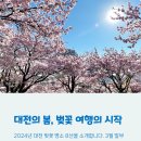 화산천 | 대전 벚꽃 명소 추천