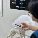 애견미용 이미지
