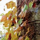 하늘담쟁이 이미지