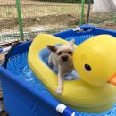 도그노크 이미지