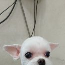 이향애견살롱 이미지