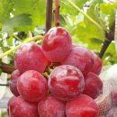 스타캔디 이미지