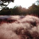 한밭수목원1 이미지