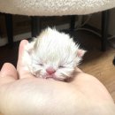 스파리버 캐터리 이미지