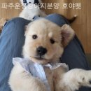 파주운정강아지분양호야펫