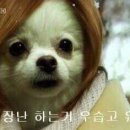 멍멍이 이미지