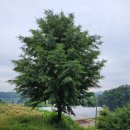 오동목장 이미지