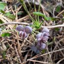 동광리-1 이미지