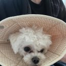 쿨한강아지 | 암컷 강아지 중성화 후기 썰 풀기