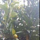 토종약초건강원 | 디톡스 다이어트 제주 토종 야생귤 산귤(진귤)을 아시나요? 산귤(진귤) 효능