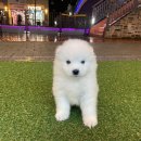 몽냥몽냥 이미지