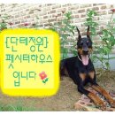 천사펫하우스 이미지