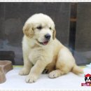 스타일독 이미지