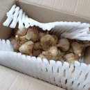 홍산농약 | 애플판다 홍산 햇마늘로 문어 감바스 풀뽀 알 아히요 만들기