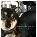 복돼지로또방 이미지