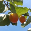 영암햇살농장 이미지