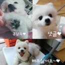 더페이스샵운남점 | 제품구매후기) 더페이스샵 운남점CHIA SEED 미스트토너 WHITE SEED 로션 에센스 수분크림 구매 후기