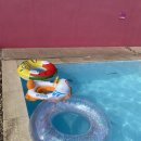 프라이빗핑크트리 이미지