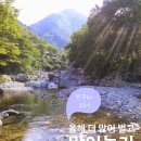 배내골작은영토펜션 | 양산 배내골 독채펜션 선구리 : 여름휴가는 여기 (feat. 연차 쓰고 또 갈 예정)