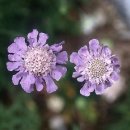 꽃차례[inflorescence] 이미지