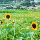 청마주 - 안양시 동안구 시민대로 297 | 청마주