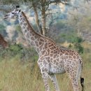 기린노래방 이미지