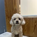 도도 그루밍 이미지