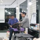 코리아 애견 이미지