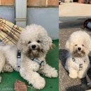 자연속의 펫 이미지