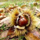 밤의 효능(Chestnut) 이미지