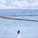 한국히타치 | 도쿄 근교 당일치기 추천｜한국에서 보기 힘든 파란 꽃 네모필라, 히타치 해변공원 가는 방법·만개 시기