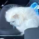 서공동물병원 이미지