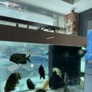 코보아쿠아 이미지